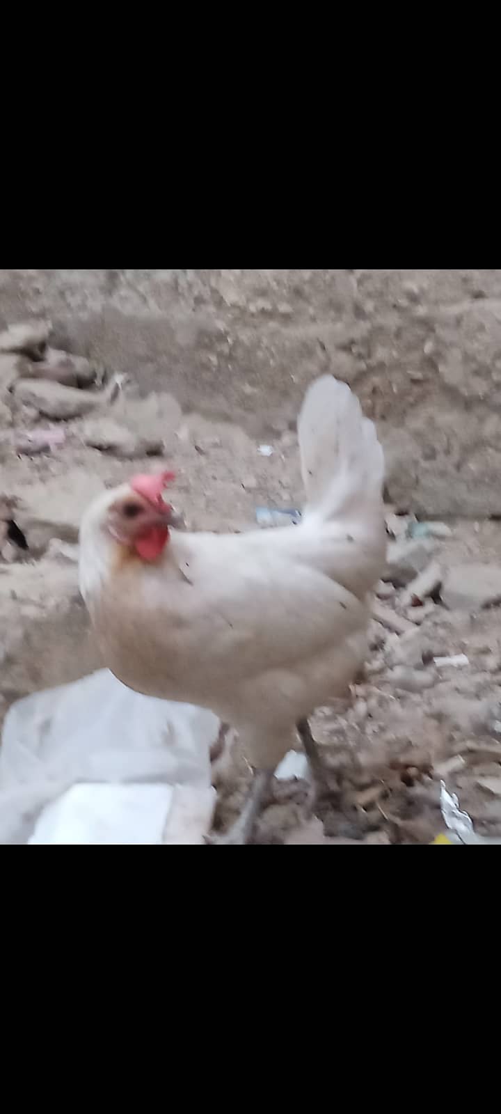 golden misri hen for sale 1