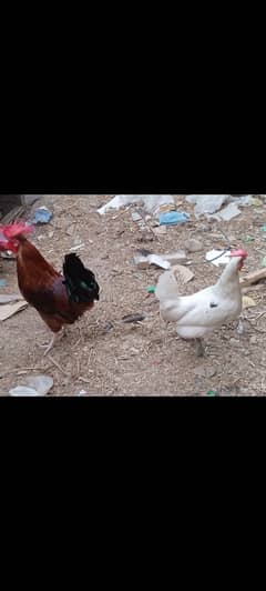 golden misri pair for sale