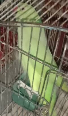 green parrot for sale