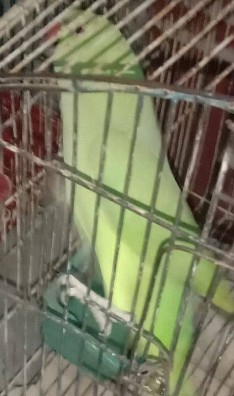 green parrot for sale 0