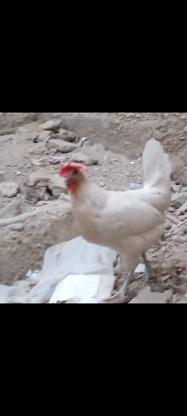 golden misri hen for sale 0