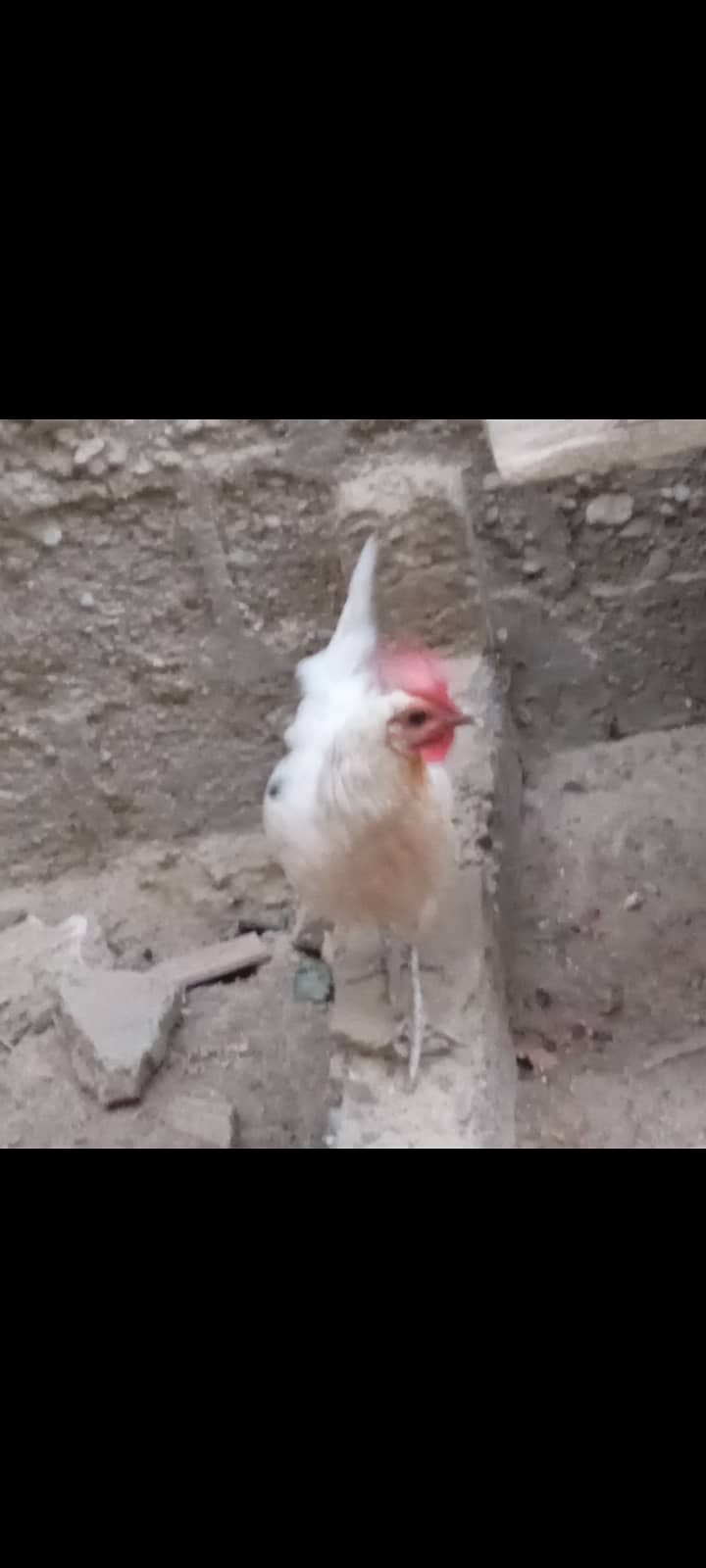 golden misri hen for sale 2