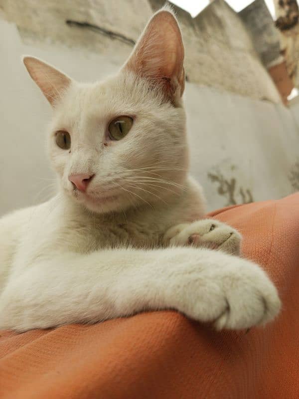 Full white cat 1