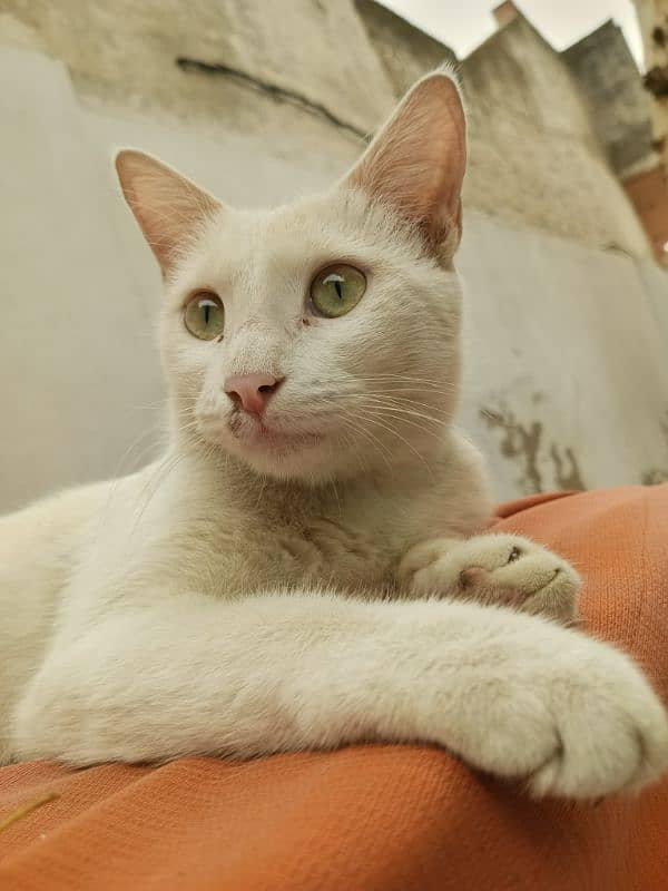 Full white cat 2