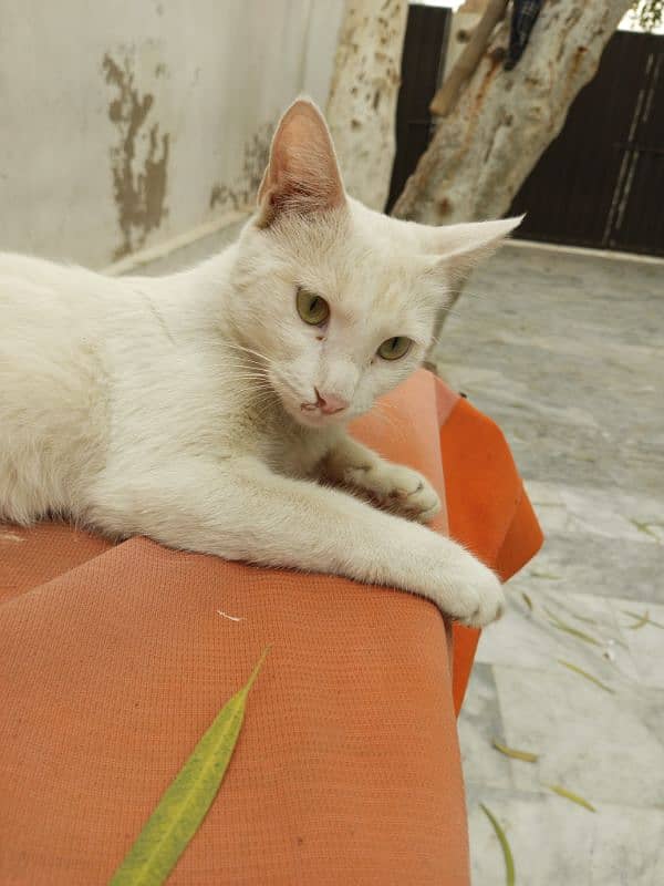 Full white cat 3