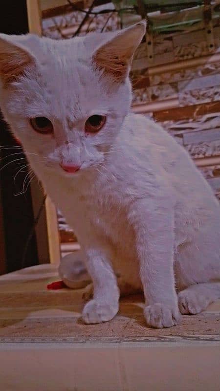 Full white cat 4