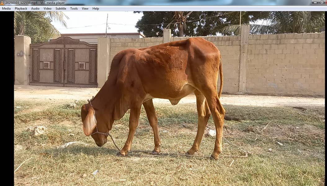 Cow for sell 16 month age 1