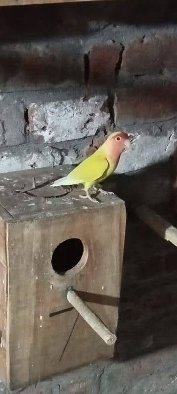 love birds common Latino red eyes male contact number 0327431193 0