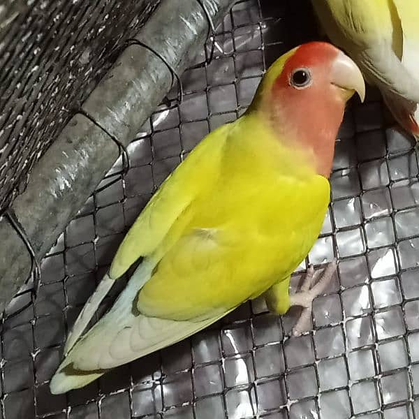 love birds common Latino red eyes male contact number 0327431193 1