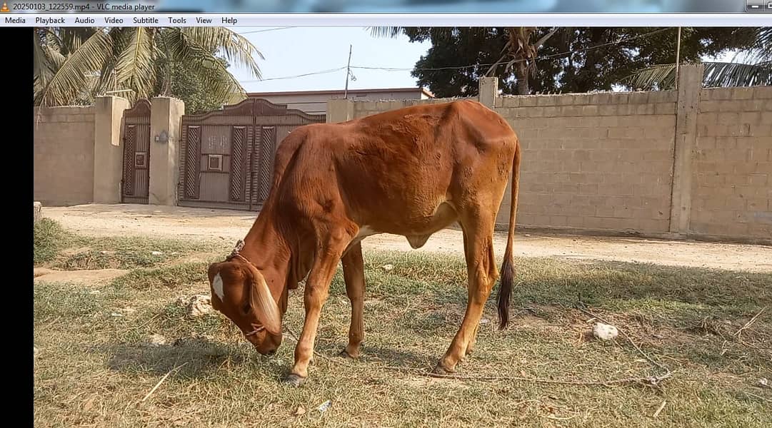 Cow for sell 16 month age 2