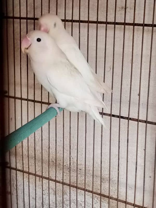 albino black eye pair and cremino x albino red eye 4