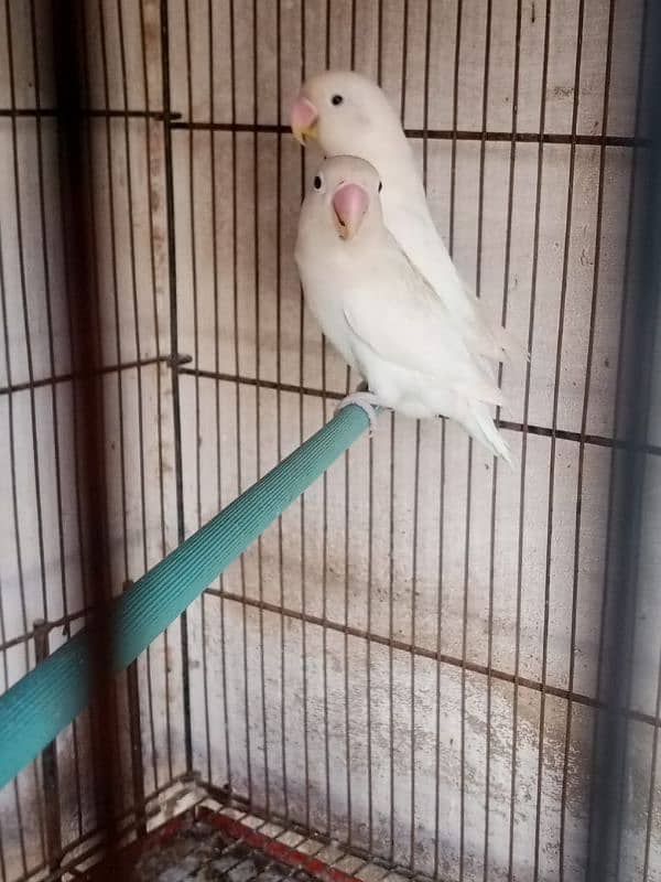 albino black eye pair and cremino x albino red eye 5