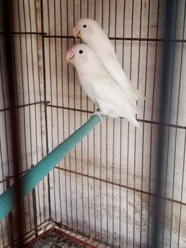 albino black eye pair and cremino x albino red eye 7