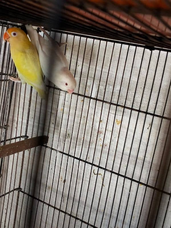 albino black eye pair and cremino x albino red eye 8