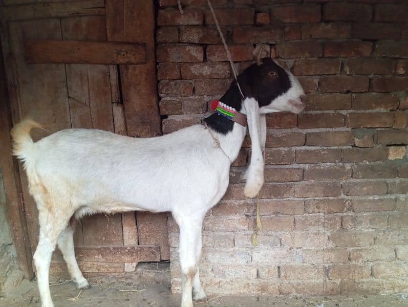 Beetal goat for sale 0