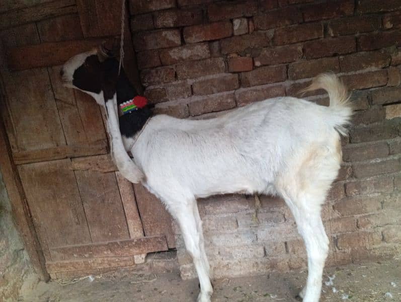 Beetal goat for sale 2