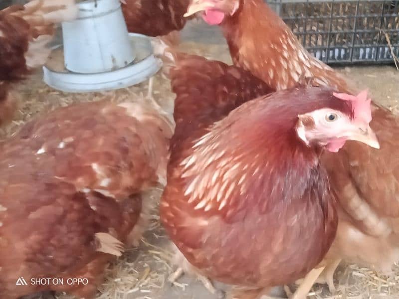 egg laying hens 1800 per piece urgent for sale 0