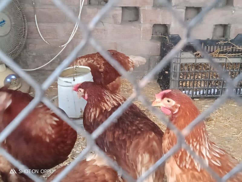 egg laying hens 1800 per piece urgent for sale 1