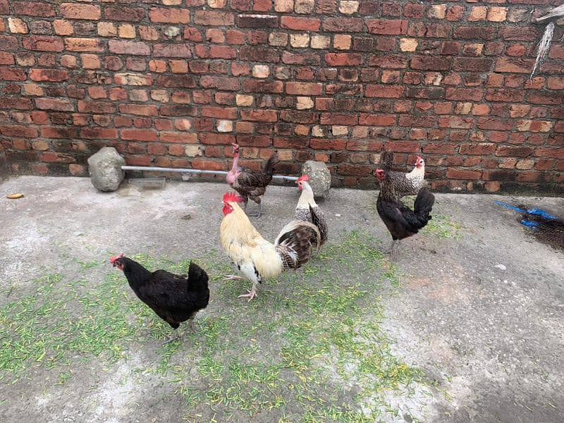 egg laying hens 1800 per piece urgent for sale 2