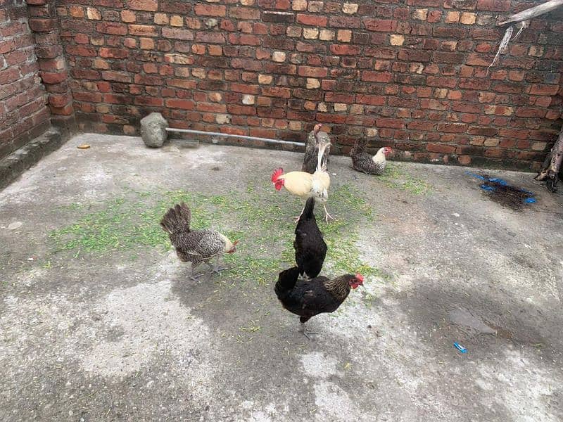 egg laying hens 1800 per piece urgent for sale 3