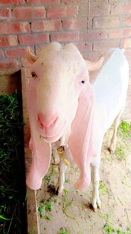 Rajanpori bakri pure white red eyes 03114768110 0