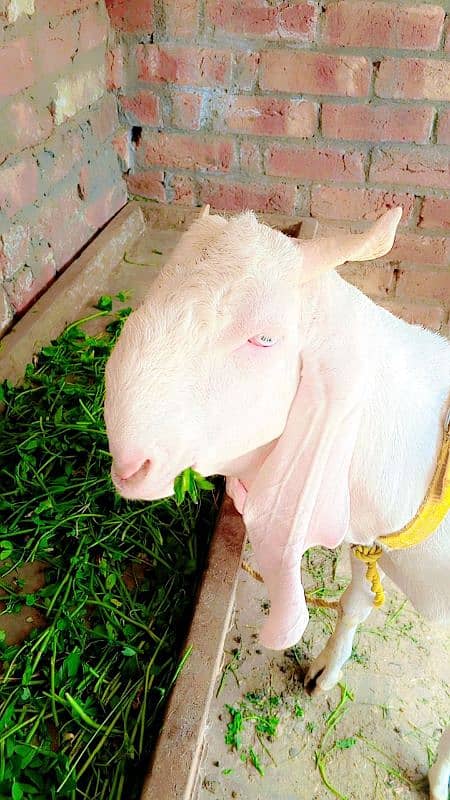 Rajanpori bakri pure white red eyes 03114768110 1