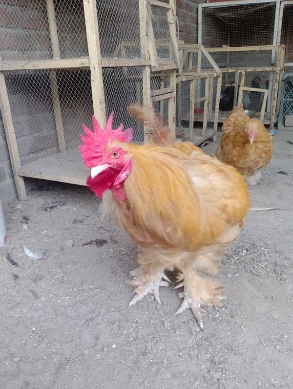 egg laying hens 1800 per piece urgent for sale 5