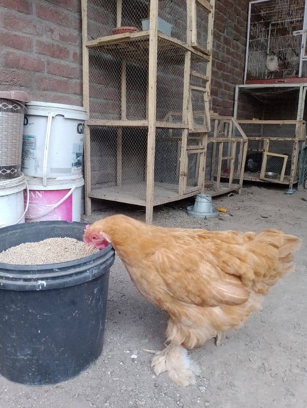 egg laying hens 1800 per piece urgent for sale 6