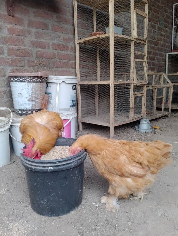 egg laying hens 1800 per piece urgent for sale 7