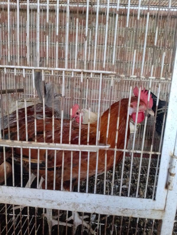 egg laying hens 1800 per piece urgent for sale 8