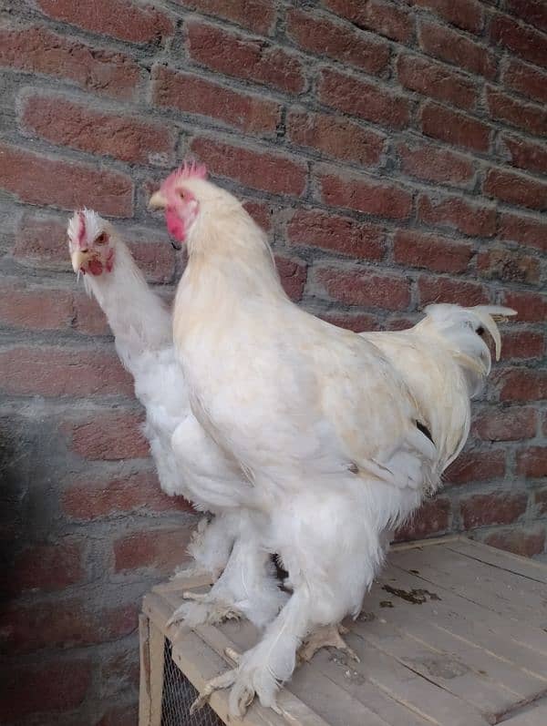 egg laying hens 1800 per piece urgent for sale 9