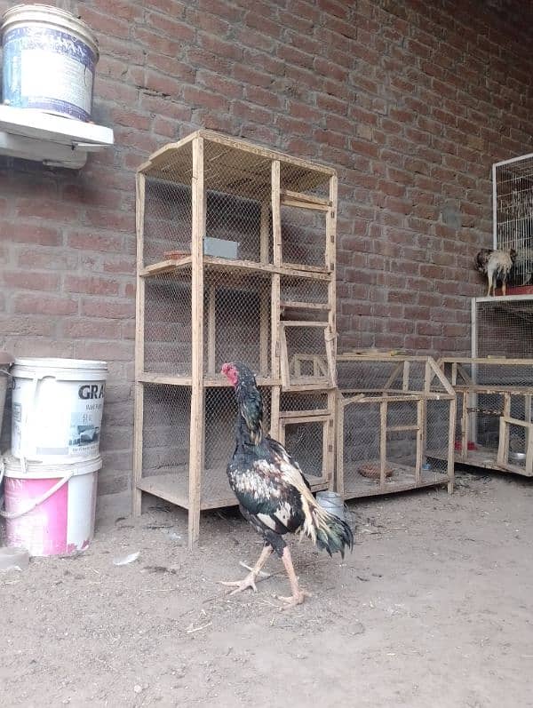 egg laying hens 1800 per piece urgent for sale 14