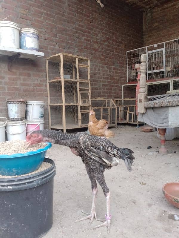 egg laying hens 1800 per piece urgent for sale 15