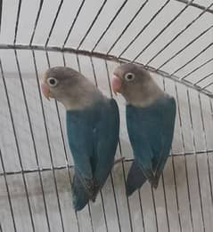 Love Birds breeder Pair for sale