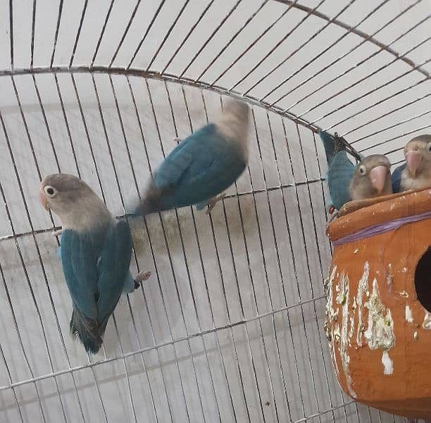 Love Birds breeder Pair for sale 1