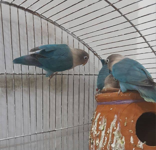 Love Birds breeder Pair for sale 2