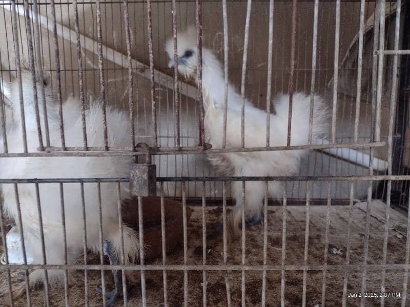 silkie fertility eggs hen for sell 1