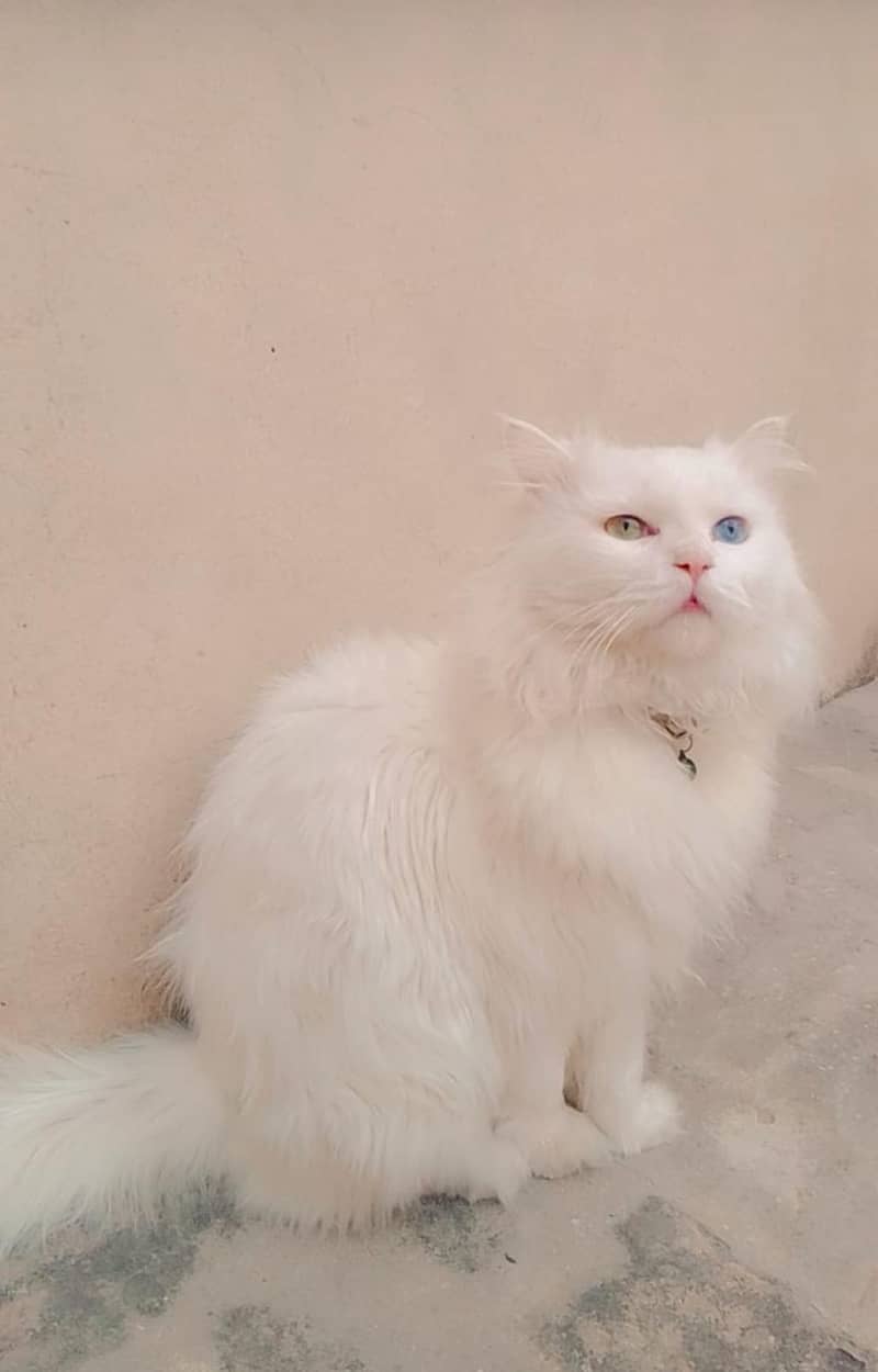 White Triple Coated Odd Eyes Persian Cat. 0