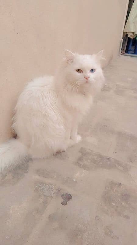 White Triple Coated Odd Eyes Persian Cat. 1