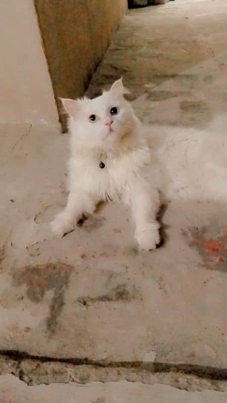 White Triple Coated Odd Eyes Persian Cat. 3