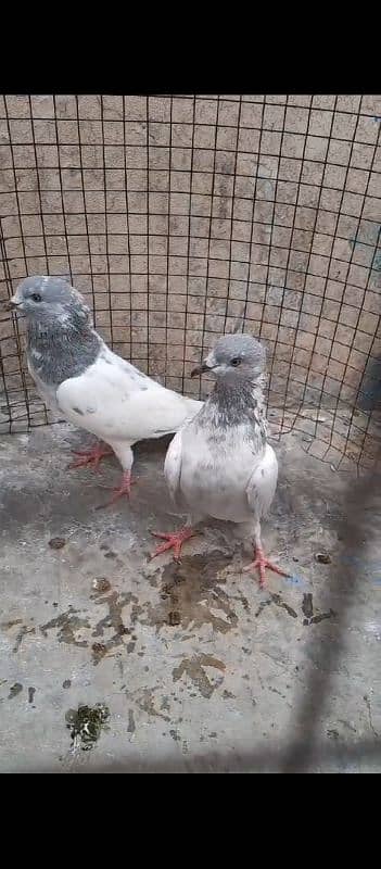 Kasni Ferozpuri, Sialkoti, Weshi Pair Ready for breed. 0