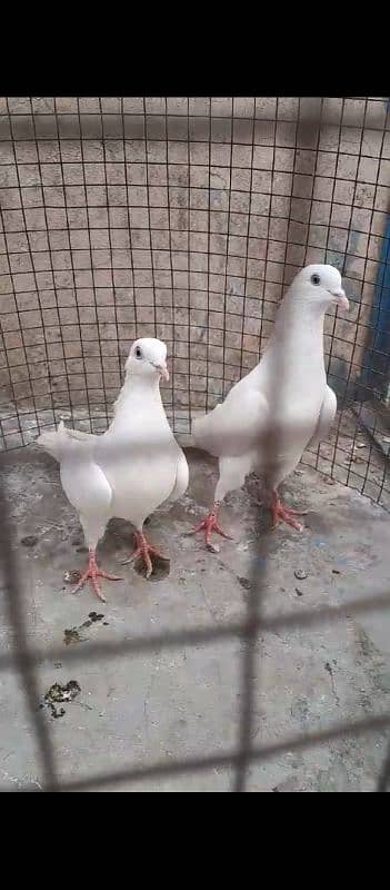 Kasni Ferozpuri, Sialkoti, Weshi Pair Ready for breed. 4