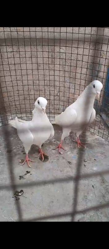 Kasni Ferozpuri, Sialkoti, Weshi Pair Ready for breed. 5