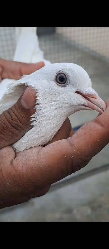 Kasni Ferozpuri, Sialkoti, Weshi Pair Ready for breed. 7