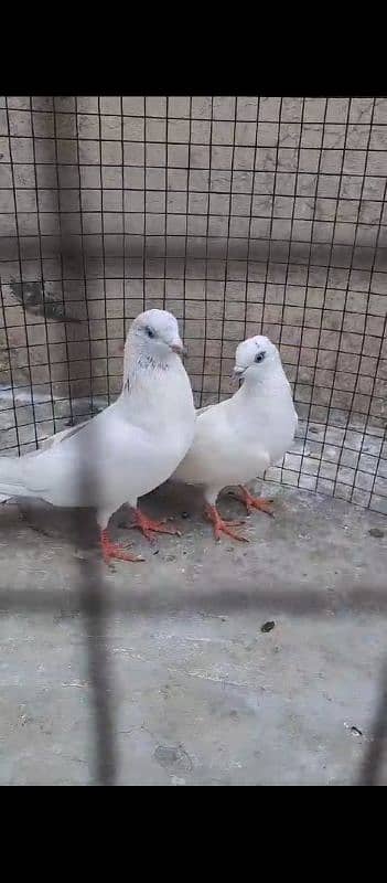 Kasni Ferozpuri, Sialkoti, Weshi Pair Ready for breed. 8