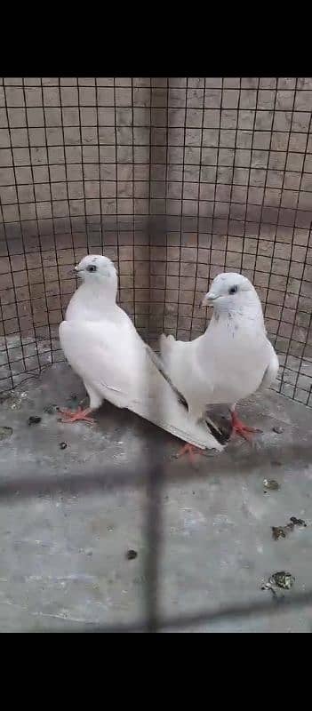 Kasni Ferozpuri, Sialkoti, Weshi Pair Ready for breed. 9