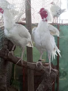 pure breeder heera  pair