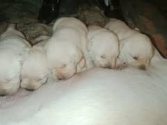 Labrador puppies