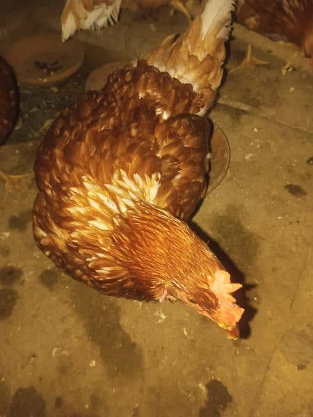 lohman brown hen's for sale 0