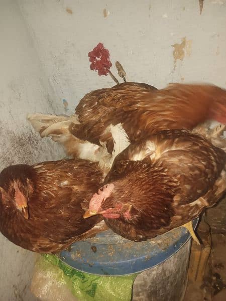 lohman brown hen's for sale 1